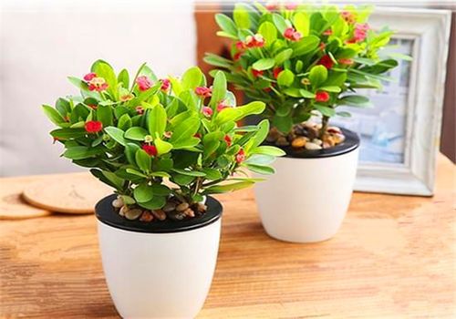 家里养了哪些花？