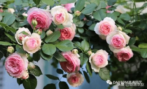 冬剪养护，注意事项多