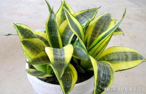虎皮兰不冒芽，是土壤问题还是光照不足