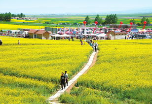 民乐县探索生态农业新境界：花卉产业迎来创新突破