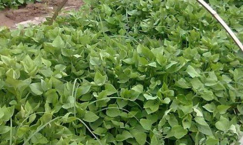 播种姿势（方式选择）：