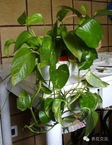 其他植物叶子也嫩这样操作吗？