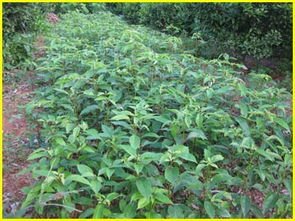 种子挑选，学问大