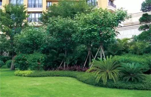 生态适应性：适地适树，共建和谐生态