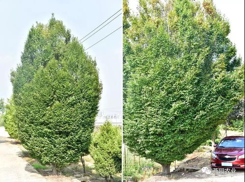 柏树的价值， 不仅仅是价格那么简单