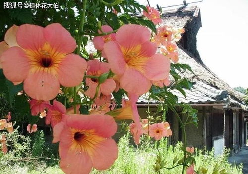 凌霄花象征着攀附与向上，那么它背后蕴含的美与寓意有哪些呢