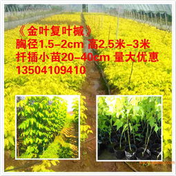 三、彩色树种受欢迎