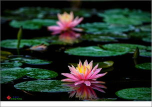 睡莲不开花的原因