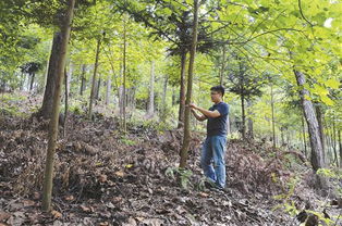 华北三省市造林绿化计划中的树种选择大揭秘