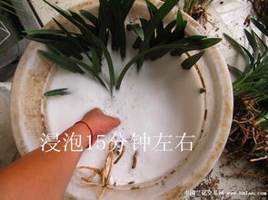 兰花浇水水质选择