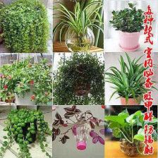 室内采光过强，如何选择适合的花卉