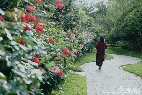 月季花的艰难成长