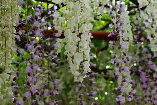 乱谈紫荆和紫藤的区别