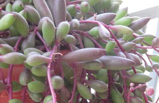 紫弦月如何科学养殖才能爆盆？新手在养护过程中需要注意哪些要点