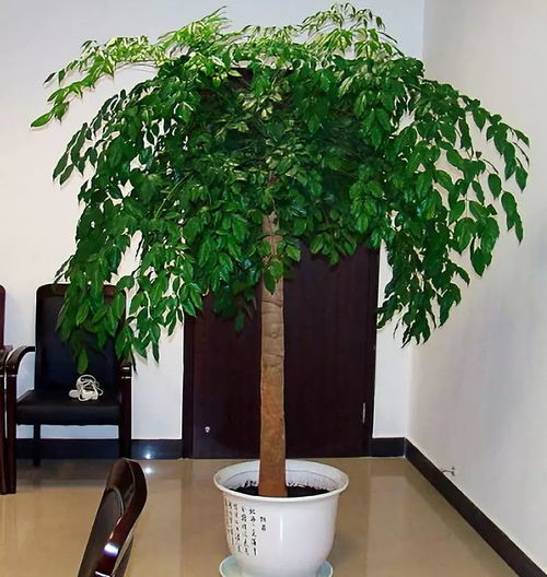 幸福树冬天浇水需要注意什么有什么正确的方法吗