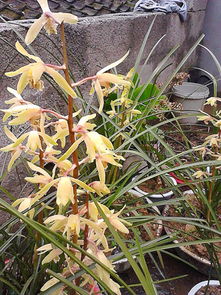 兰花的名字和价格，你猜猜堪？