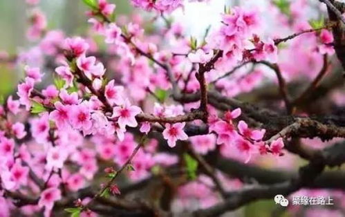 翠叶幽香问芳华