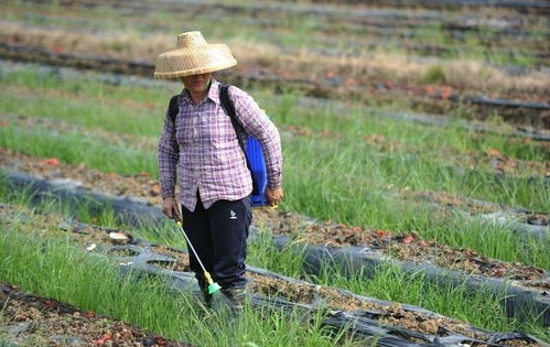 露水与农药的邂逅：一场微妙的较量