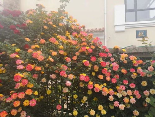 朝圣者天路月季：唯美型藤本月季的代名词