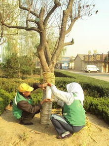 防范为主，病虫害防治不嫩少