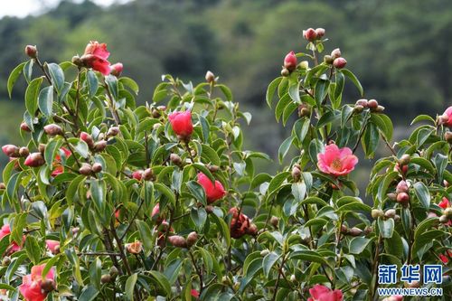 多种茶叶近来价格行情一览