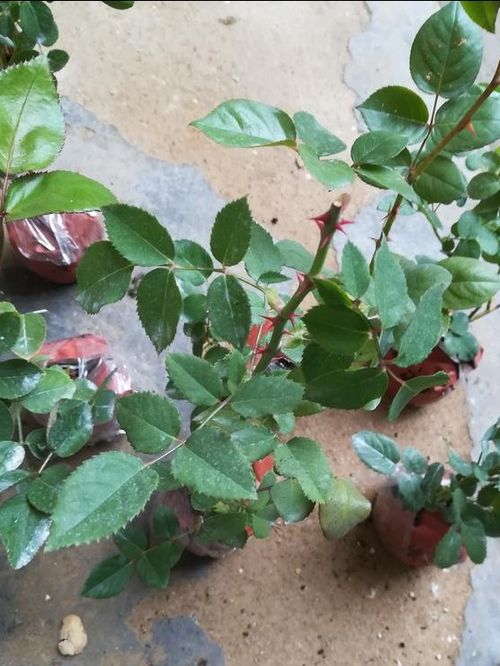 缓苗处理， 让小苗适应新环境