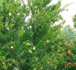 苗木的根须， 就像树木的“小脚”