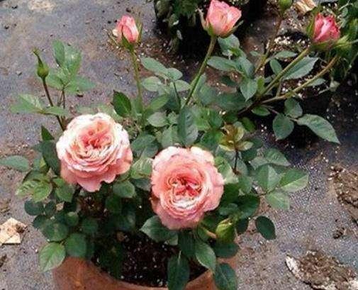 生根发芽速度快