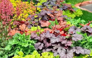 矾根的艳丽季节揭秘