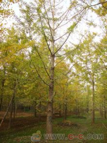 银杏， 秋天的画家