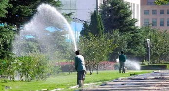 灌木浇水， 均匀无遗漏