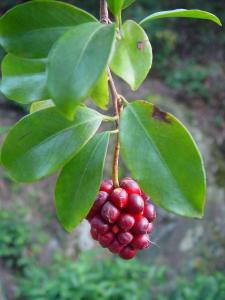 五味子的身世：藤本植物还是乔木？