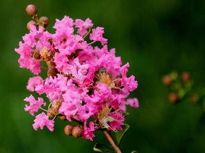 公路边上常放的花，你知道叫什么吗？