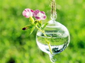 多肉植物浇水，你真的懂吗？