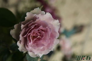 月季花儿开，橘红潮来啦！