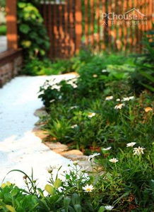 那些地被小花们