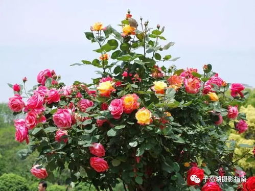 月季花：越修剪，花开越艳丽