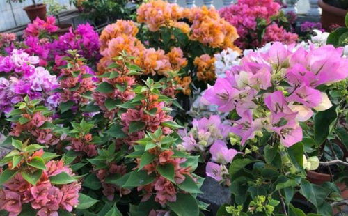 特殊案例：厦门某小区采用三角梅+龙船花组合， 实现全年300天开花，秘诀在于间隔1米种植避免根系竞争，且每月交替施用磷钾肥。