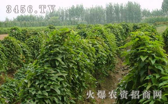 农药的使用与管理