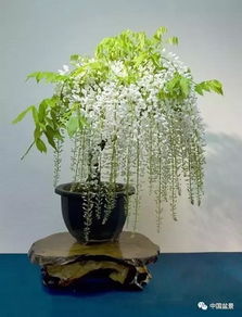 四、养桩细节，不可忽视的小细节