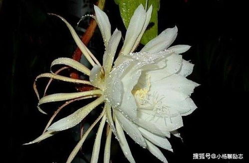 养昙花寓意吉祥，你知道它背后的故事吗