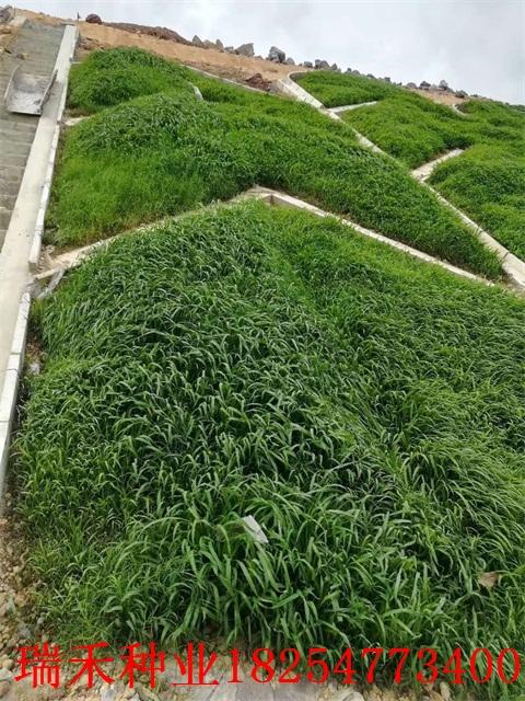 护坡工程中常用的草种有哪些？