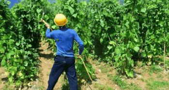 菜地里的农药， 飘啊飘