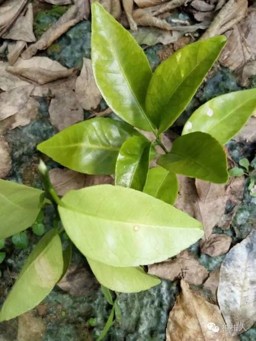 河南植保站推荐方案， 山东潍坊农户发明“温度补偿法”