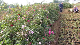 孙宇凡的花卉产业园