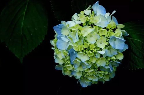 八仙花，又名绣球花