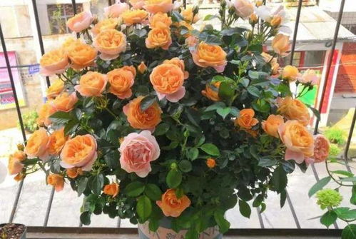 树状月季：人工培育的美景