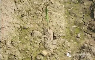 土板结了怎么办？如何恢复土壤透气性