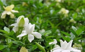 “花中宝库，品种繁多
