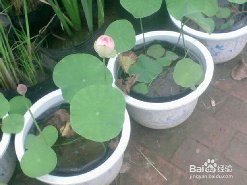 莲藕苗什么时候种植最合适，不同月份种植莲藕的方法有何不同